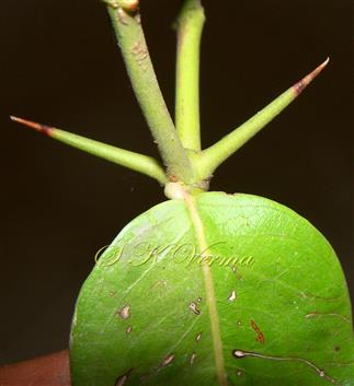  Spines